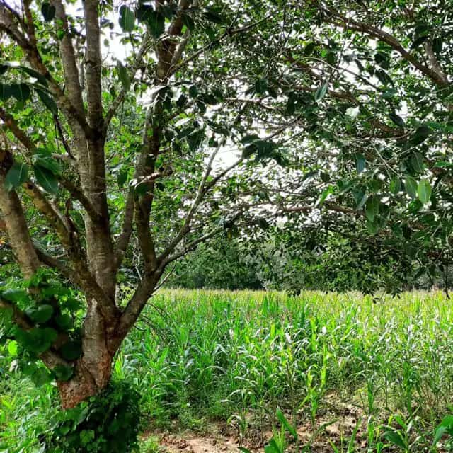 Infrastructure development at Green Lakes