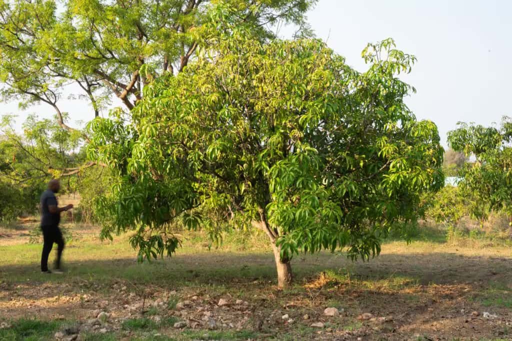 Dense tree plantation at Green Lakes farmland