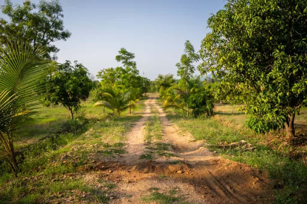 Cultivated farmland at Green Lakes property