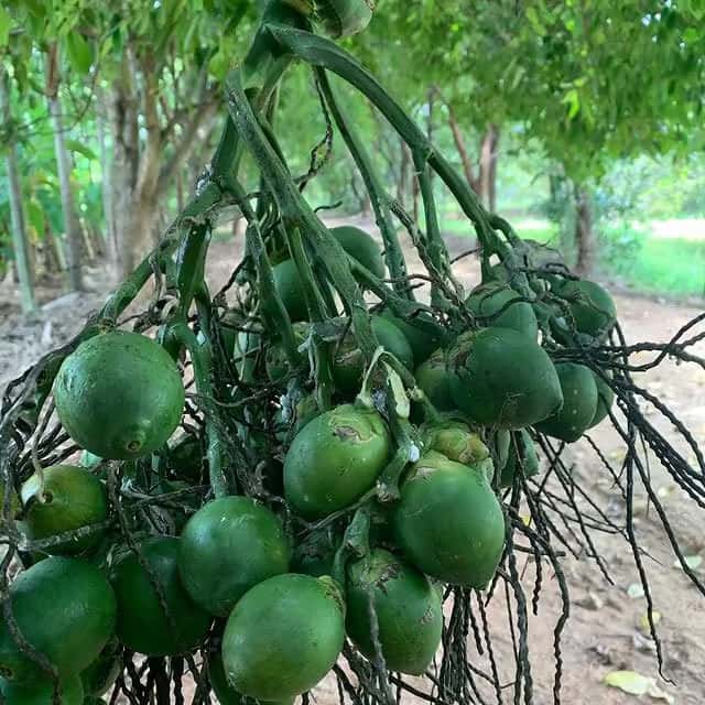 Fresh fruits from Green Lakes plantation