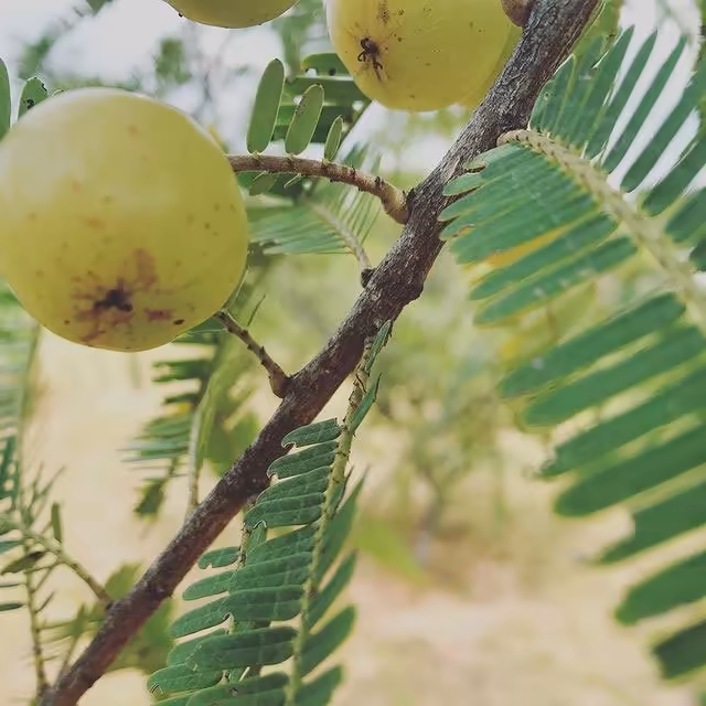 Organic fruit cultivation at Green Lakes