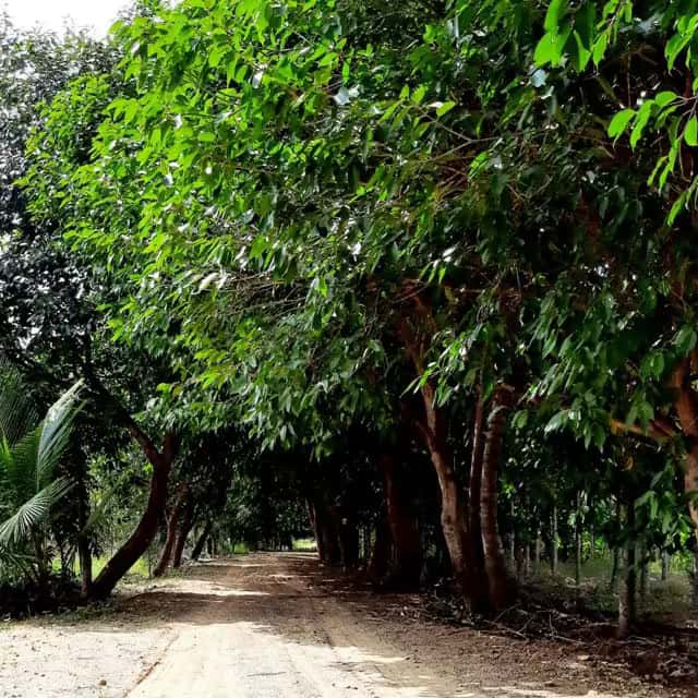 Landscape view showcasing Green Lakes amenities